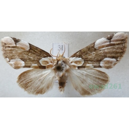 Thyatira batis (Linnaeus, 1758) Plamówka malinówka Czech3l